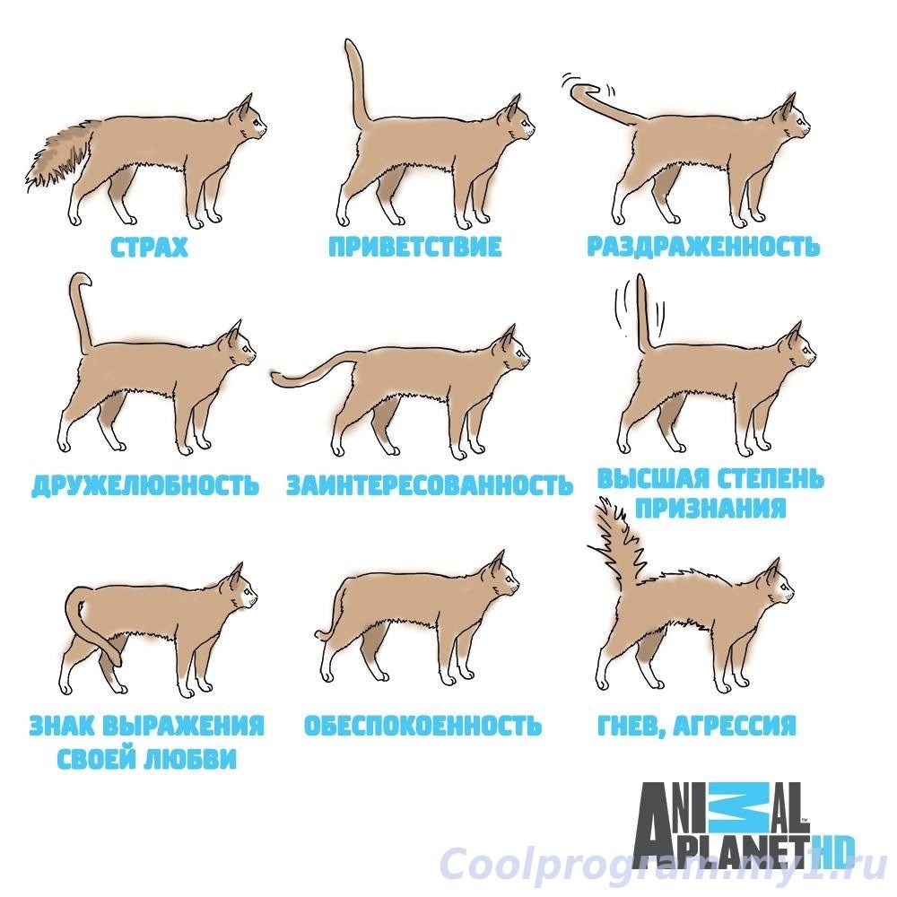 как понять язык кошек
